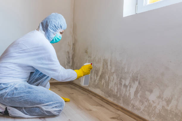 Licensed Attic Mold Removal service in Westport, NC - WQB Mold Removal