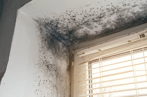 Affordable Attic Mold Removal solutions in Westport, NC